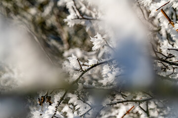 Winter