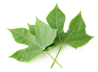  leaves isolated on white background