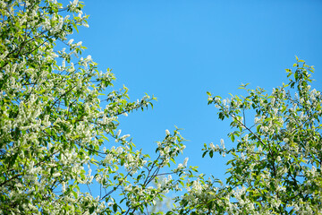 Branches of cherry blossoms against a clear blue sky
