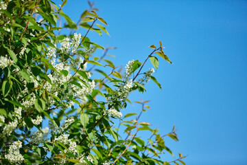 Branches of cherry blossoms against a clear blue sky