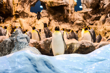 Photo Picture of Wild Penguin Animal Bird Playing