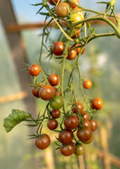beautiful, healthy and tasty tomatoes in the greenhouse, autumn harvest
