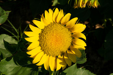 Obraz premium Close up shot of a sunflower in the sunflower field
