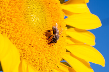 Close up shot of a sunflower with a bee on it in the sunflower field