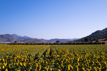 Landscape view of a sunflower field