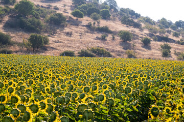 Landscape view of a sunflower field