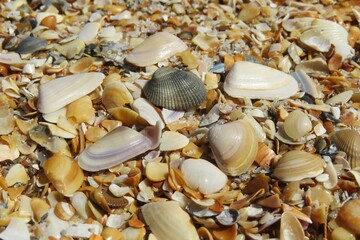 Beautiful seashells background on Atlantic coast of North Florida, closeup