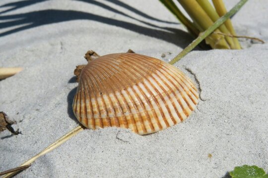 Beautiful beige seashell on sand dunes in Atlantic coast of North Florida, closeup