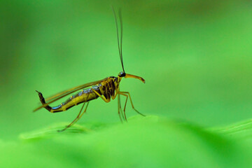 Fototapeta na wymiar scorpion fly is on the leaves