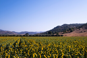 Landscape view of a sunflower field