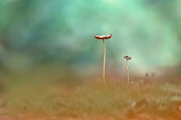 two mushrooms behind the grass