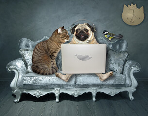 A pug dog in headphones and a cat are sitting on a divan and using a laptop. A bird is next to them.