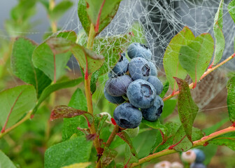 spider web in the morning dew, blueberry berries and green leaves, autumn