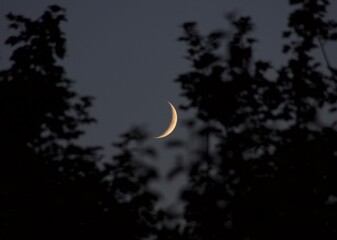 Obraz na płótnie Canvas Waxing moon between the trees at night in June