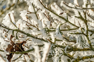 Winter