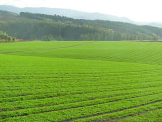 Obraz premium Green wheat field with mountain background in Furano Hokkaido Japan