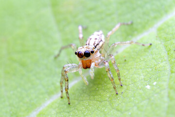 macro image of jumping spider. macro mode close up shot animal and insect.