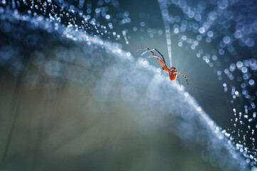 macro spider on a web