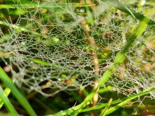 spider web with dew drops