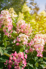 Obraz premium blooming hydrangea buds in the garden