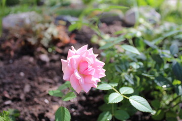 single rose Bush rose