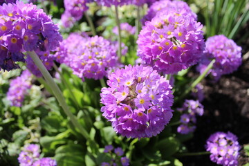 purple perennials in the Park by the river