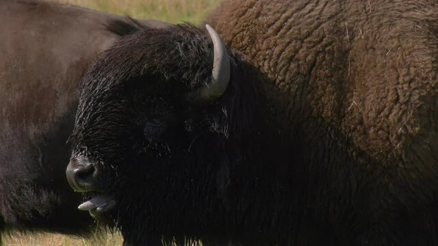 Bull bison grunting showing his dominance during the rut with sound