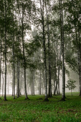 fog landscape, birch grove in autumn morning, blurred tree silhouettes, autumn
