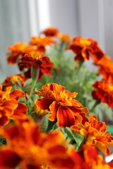 orange marigolds on the balcony in a pot