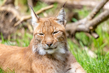 lynx in the grass