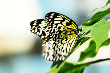 Fototapeta na wymiar Gelber Schmetterling