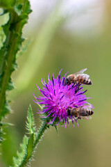 Fototapeta Pszczoły na kwiecie ostu w słoneczny dzień obraz