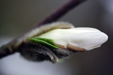 Magnolia