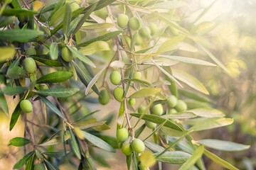 Green olives on the tree in summer
