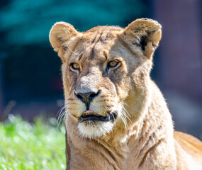 portrait of a lioness