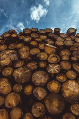 Huge wood pile