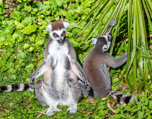 ring tailed lemur © SR7 Photo