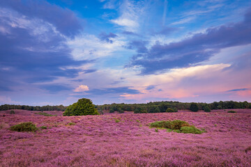 Landscape with purple blooming heather in Nature park Veluwe, Posbank, Oosterbeek, Gelderland in the Netherlands