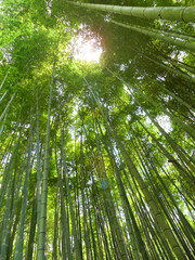 Fototapeta na wymiar Bamboo forest at Takeo shrine Saga Kyushu Japan