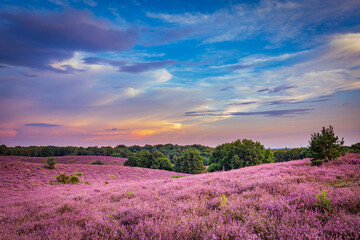Landscape with purple blooming heather in Nature park Veluwe, Posbank, Oosterbeek, Gelderland in the Netherlands - obrazy, fototapety, plakaty