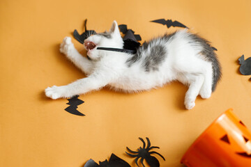 Cute kitten lying and meowing at halloween trick or treat bucket and black bats on orange background. Funny kitty yawning at jack o' lantern pumpkin pail, flat lay. Happy Halloween
