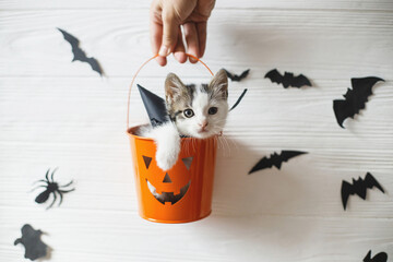 Happy Halloween. Cute kitten sitting in halloween trick or treat bucket on white background with...