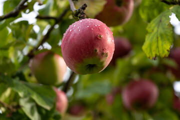 Fresh apple in appletree with waterdrops.  Fresh apple  with waterdrops  on the  background of green leafs and apples.