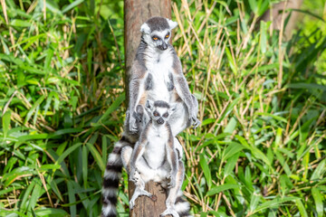 Ring Tailed Lemur