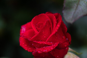 Red rose buton with waterdrops. Red fresh rose burgeon with waterdrops on the green bacgraund.
