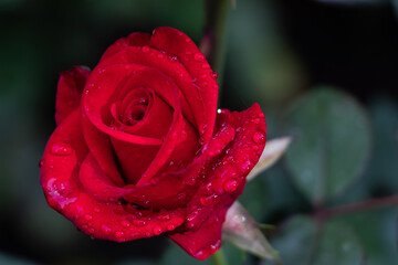 Red romantic rose with waterdrops diamond.