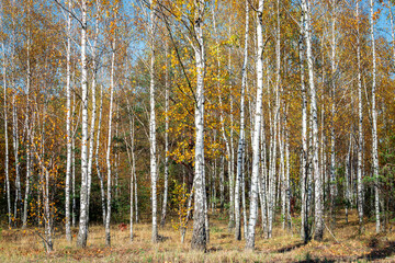 Fototapeta premium Autumn birch tree forest. Beautiful scene with birches in yellow autumn birch forest in october.