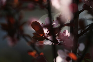 Prunus
