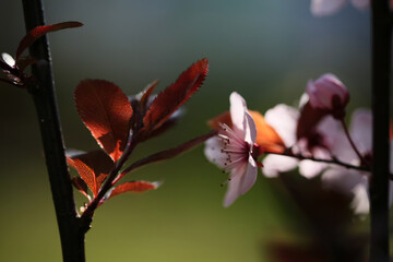 Prunus