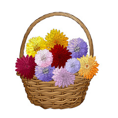 Fototapeta na wymiar Wicker basket with asters and chrysanthemums. Gift bouquet for the design of cards, invitations, gratitude. Hand drawn and isolated on a white background. Color vector illustration with outline.